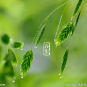雨竹头像