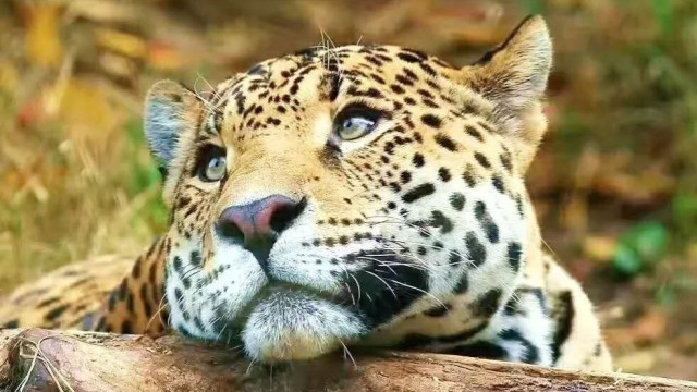 肯尼亚猎游