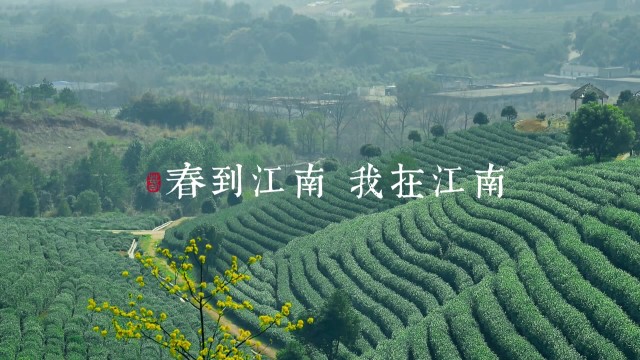 春到江南 我在江南