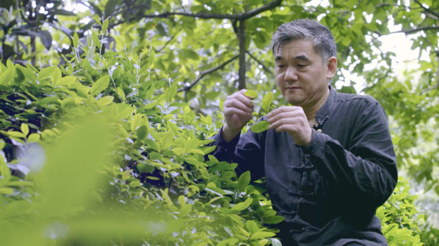 勤劳的双手 苏州茶人