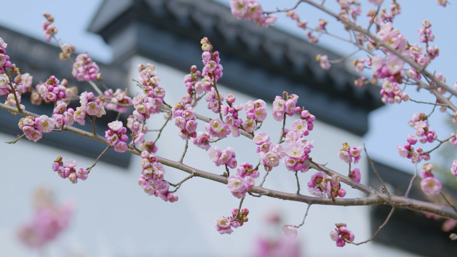 梅花三弄