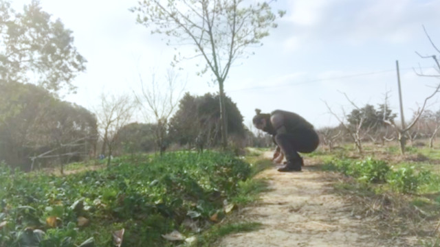 春日野趣